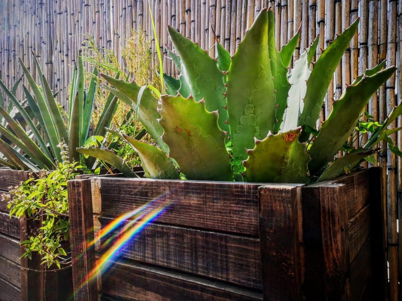 El Diablo Y La Sandia B&B Oaxaca Экстерьер фото